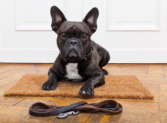 french bulldog dog waiting and begging to go for a walk with owner , sitting or lying on doormat
